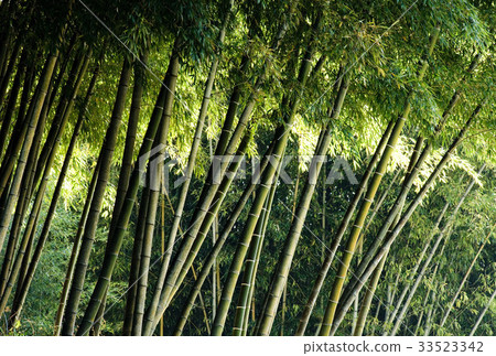 Damyang-gun, Jeonnam 33523342