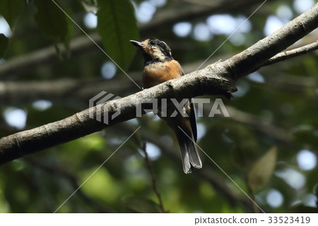 Creatures Birds Amami yamagara, a subspecies of yamagara distributed from Amami to Okinawa Island 33523419