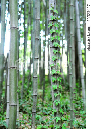 Bamboo, dead wood, Damyang, Jeonnam Bamboo, dead wood, Damyang, Jeonnam 33523437