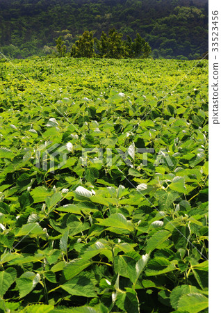 Moshi leaves, Yeonggwang-gun, Jeonnam 33523456