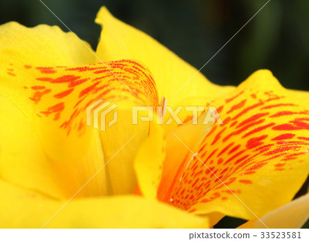 Indian shot, Canna, Cannaceae flower with the blac 33523581