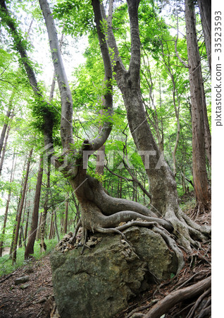 托兒所，Zelkova，Naju，全南 33523593