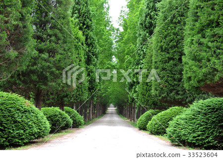 Metasequoia, Naju, Jeonnam 33523604