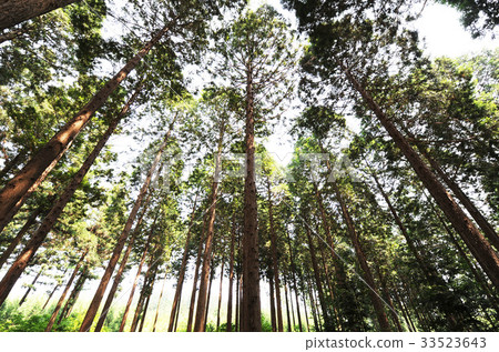 Chungbyeon,Baekryeongsan,Jangseong-gun,全南 Chungbyeon,Baekryeongsan,Jangseong-gun,全南 33523643