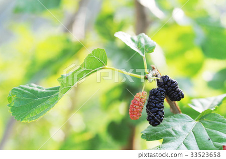 Audi, Mulberry, Gochang-gun, Jeonbuk 33523658