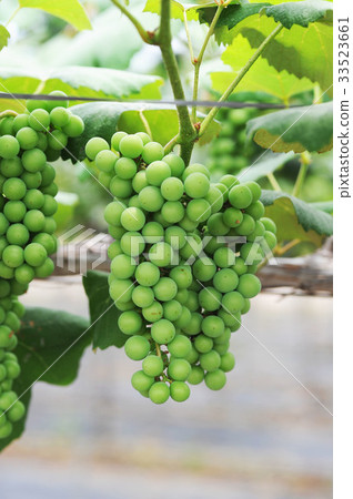 CheongPoDo,Jangseong-gun,Jeonnam CheongPoDo,Jangseong-gun,Jeonnam 33523661