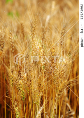 barley field 33523668