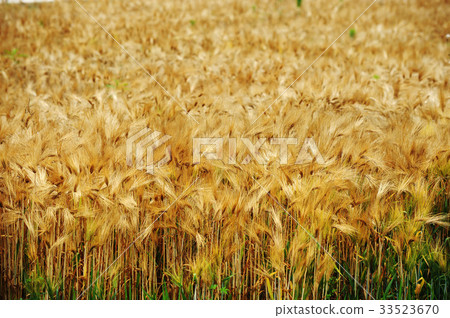 大麥場 大麥場 33523670