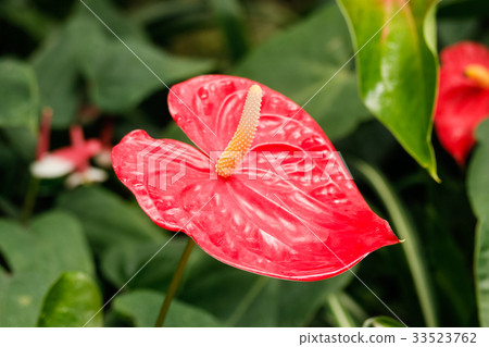 Anthurium 33523762