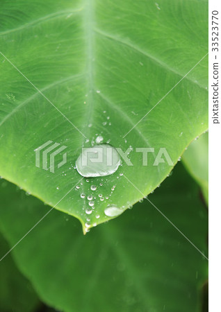 Taro leaf Taro leaf 33523770