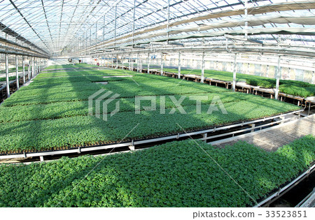 Nursery, Hampyeong-gun, Jeonnam 33523851
