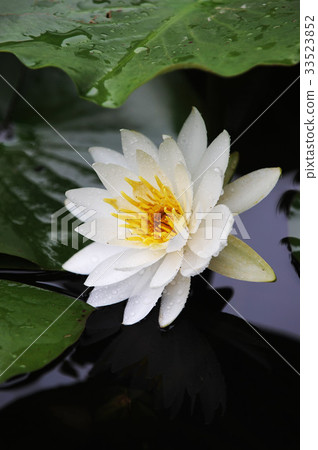 Lotus，Daewongsa，Boseong-gun，Jeonnam 33523852
