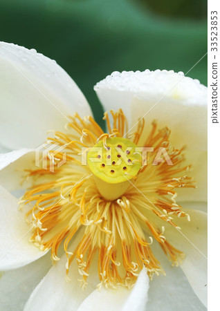 Paonun，Daewon-sa，Boseong-gun，Jeonnam 33523853