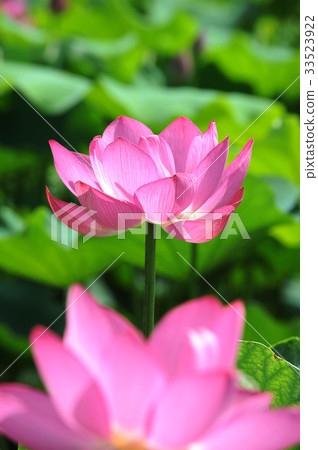 Lotus 33523922