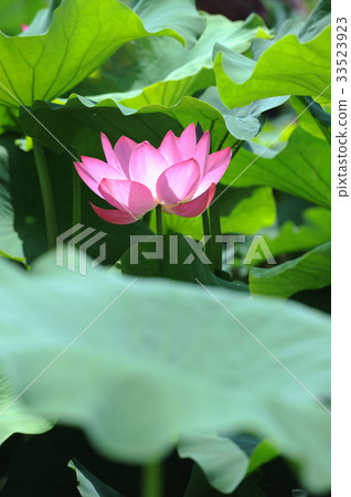 Lotus 33523923
