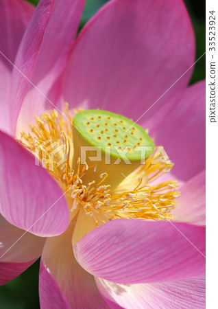 Lotus 33523924