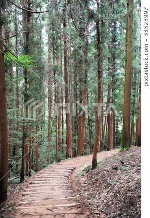 Seoncheon樹，順天市，全南 33523997