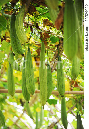 勺子（植物） 33524000