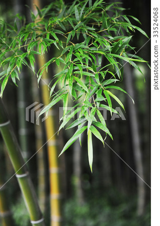 Taima-mu, Damyang-gun, Jeonnam 33524068