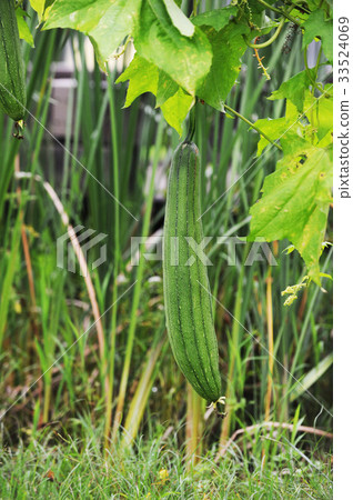 勺子（植物） 33524069