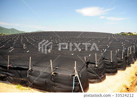 Ginseng field, Yeonggwang-gun, Jeonnam 33524212
