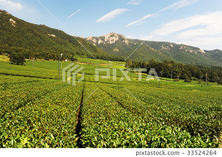Green tea field, Gangjin-gun, Jeonnam 33524264