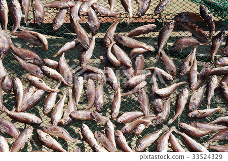 早期，洪多，Dadohae海洋國家公園，思南縣，全南 33524329