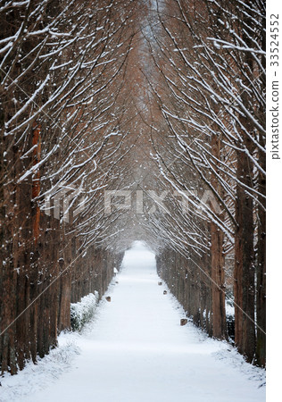Metasequoia, Naju Forest Research Institute, Naju City, Jeonnam Metasequoia, Naju Forest Research Institute, Naju City, Jeonnam 33524552