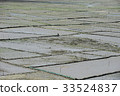 Oyster farm, tidal flat, Goheung-gun, Jeonnam 33524837