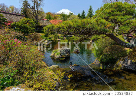 Duck in pond and garden near Mt. Fuji 33524883