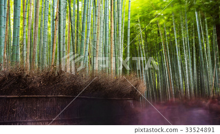 Arashiyma bamboo grove, Kyoto 33524891