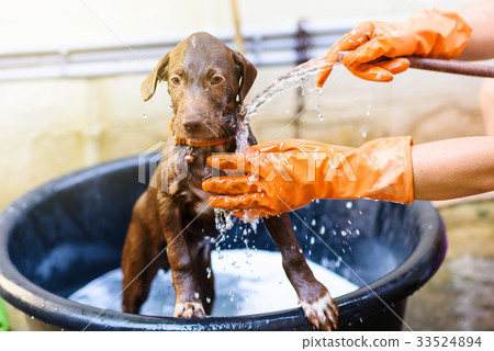 puppy dog taking shower puppy dog taking shower 33524894