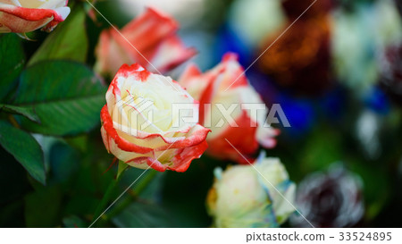 White and red rose, Two tone 33524895