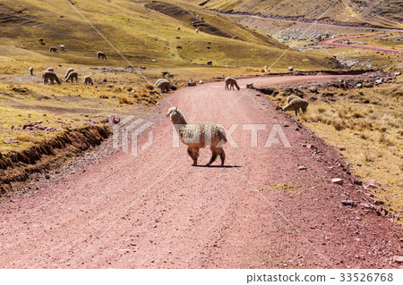Alpaca Alpaca 33526768