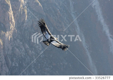 Condor Condor 33526777