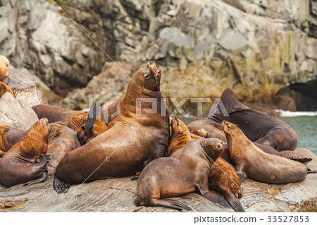 Steller's Sea Lions, Kenai Fjords National Park 33527853
