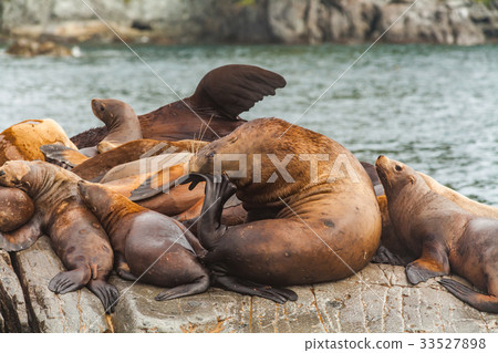 Steller's Sea Lions, Kenai Fjords National Park 33527898