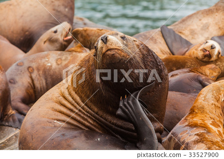 Steller's Sea Lions, Kenai Fjords National Park 33527900