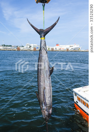 釣魚魷魚金槍魚茨城大廈釣魚比賽 釣魚魷魚金槍魚茨城大廈釣魚比賽 33528290