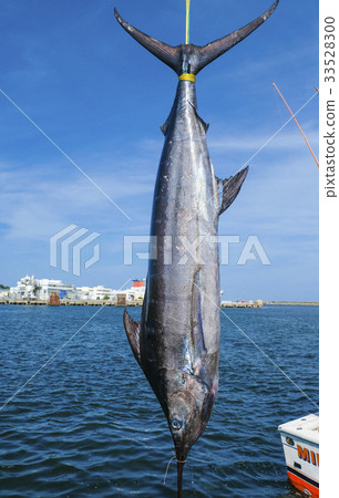 Fishing Fishing Squid Tuna Ibaraki Building Fishing Tournament 33528300
