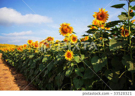Garden sunflowers and sky. Garden sunflowers and sky. 33528321