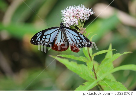 蝴蝶Asagi馬達拉 蝴蝶Asagi馬達拉 33528707