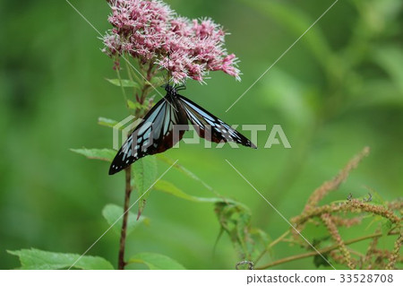 蝴蝶Asagi馬達拉 33528708