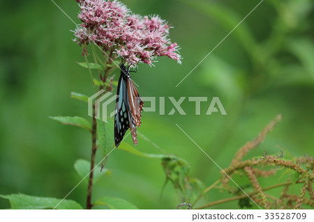 蝴蝶Asagi馬達拉 33528709