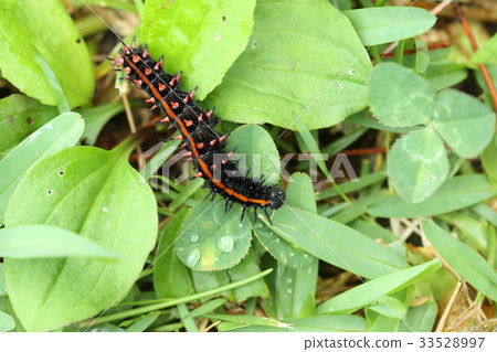 Creatures Insect Bluefin Panther, larva. The herb was violet, and I was everywhere. 33528997