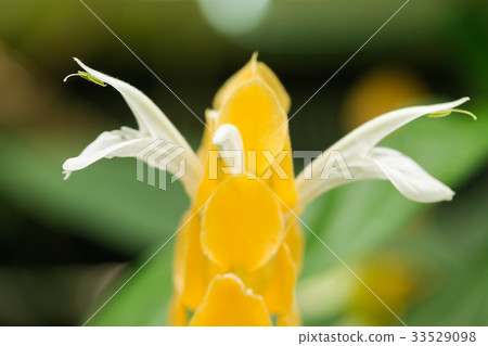 Pakistakis Lutea Pakistakis Lutea 33529098