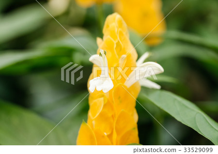 Pakistakis Lutea Pakistakis Lutea 33529099
