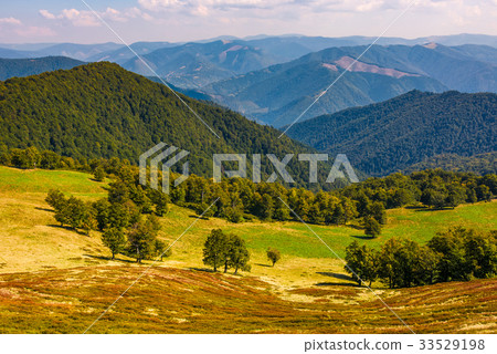 beech trees meadow on hillside in autumn 33529198