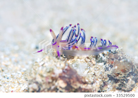 Nudibranch Minnow 33529500