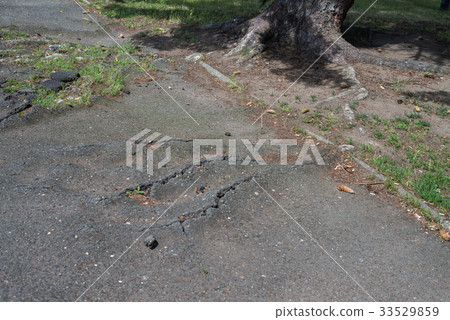 close up on tree roots destroying a asphalt 33529859